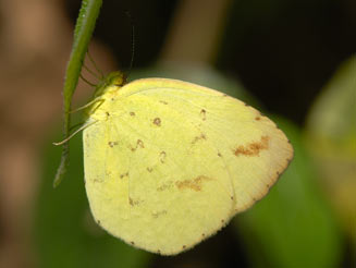Eurema desjardinsii (Angled grass yellow)