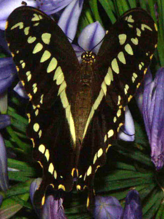 Papilio constantinus (Constantine's Swallowtail)