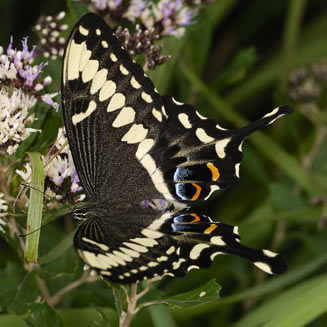 Papilio ophidicephalus (Emperor swallowtail)