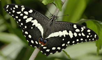 UAP 03 A+/A Papilio demodocus OUTSTANDING COLOR AND SIZE Citrus Swallowtail
