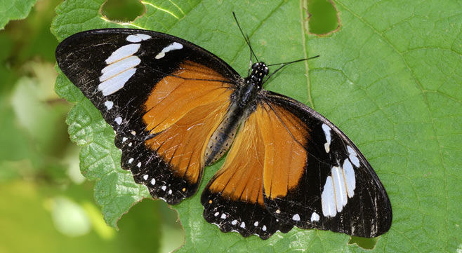 Papilio dardanus (Mocker swallowtail)