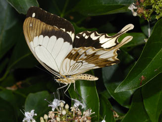 Papilio dardanus (Mocker swallowtail)