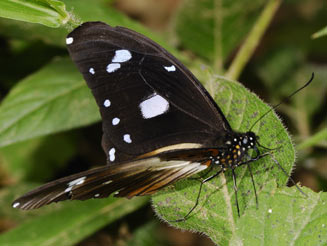 Papilio echerioides (White-banded swallowtail)