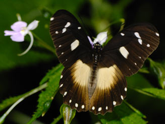 Papilio echerioides (White-banded swallowtail)