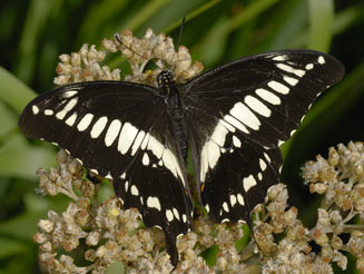 Papilio euphranor (Bush kite, Forest swallowtail)