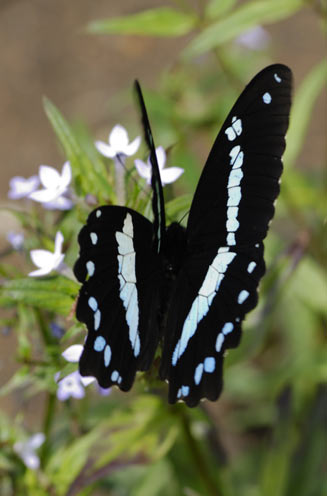 Papilio nireus (Green-banded swallowtail)