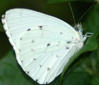 Dixeia charina (African small white)