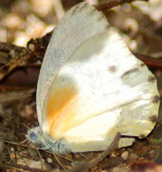 Nepheronia argia (Large vagrant)