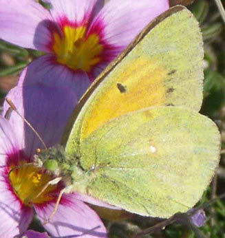 Colias electo (African clouded yellow, Lucerne butterfly)