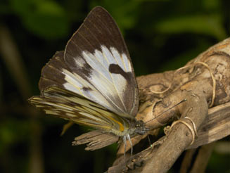 Belenois gidica (African veined white)     