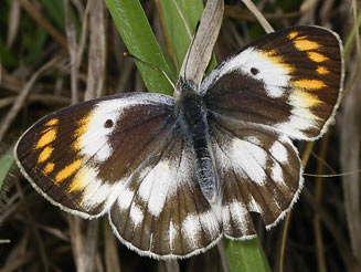 Colotis antevippe (Red tip)