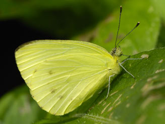 Dixeia spilleri (Spiller's sulphur yellow, Spiller's canary white) 