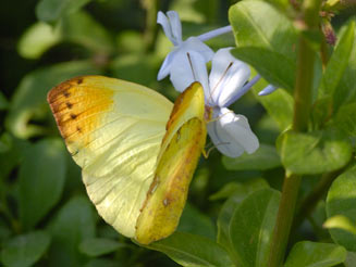 Eronia leda (Autumn-leaf vagrant, Orange-and-lemon butterfly) 