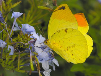 Eronia leda (Autumn-leaf vagrant, Orange-and-lemon butterfly) 