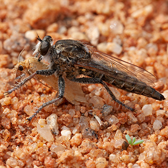 Robberfly with moth prey