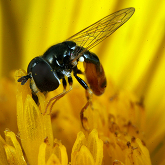 Syrphid feeding from daisy flower in Cape Town garden.