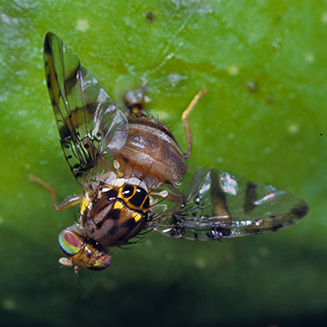 Mediterranean fruit fly, Ceratitis capitata, laying egg into fig.