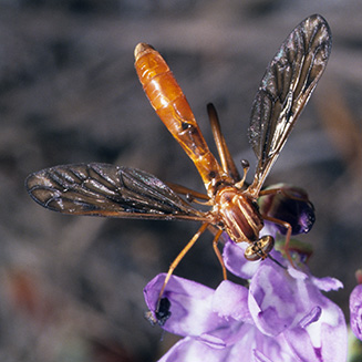 Leptynoma sericea (Vermilionidae)