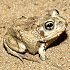 Amphibia: Anura (frogs)