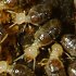 Dictyoptera: Isoptera (termites)