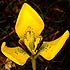 Iridaceae (iris family)