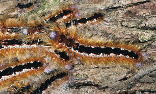 Pachypasa sp. larvae