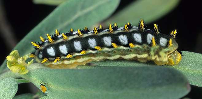 limacodid larva