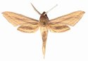 Hippotion Balsaminae Male