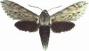 Oligographa Juniperi Male