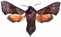 Sphingonaepiopsis Ansorgei Female