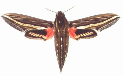Hippotion Celerio Male