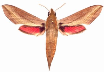 Hippotion Eson Female