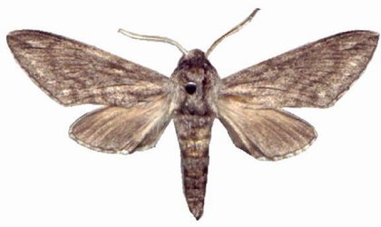 Hoplistopus Butti Male