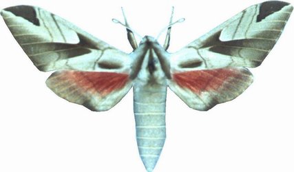 Leptoclanis Pulchra Female