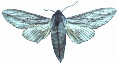 Litosphingia Corticea Male