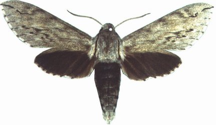 Oligographa Juniperi Male