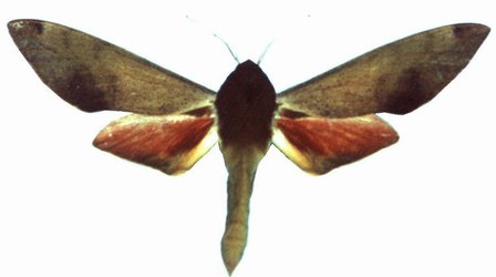 Phylloxiphia Puctum Male