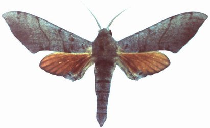 Polyptychus Coryndoni Male