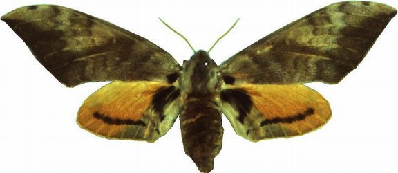 Pseudoclanis Postica Female