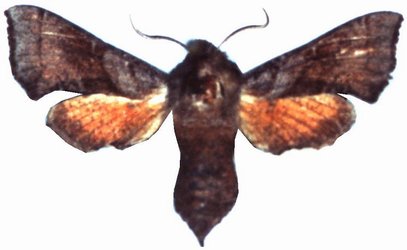 Sphingonaepiopsis Ansorgei Female