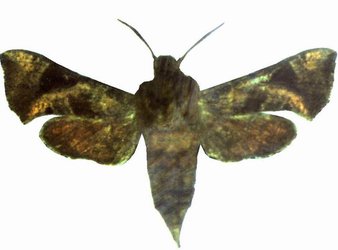 Sphingonaepiopsis Nana Female