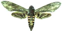 Agrius Convolvuli Female