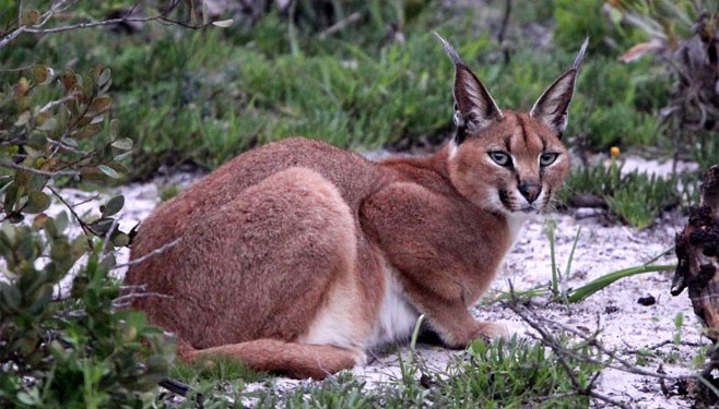 Caracal caracal (Caracal)  