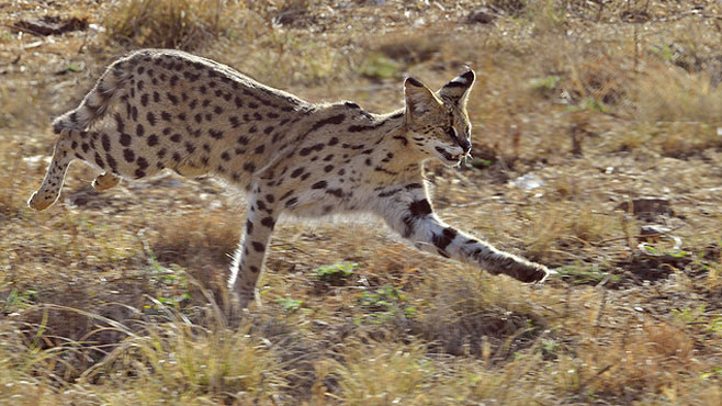 Leptailurus serval (Serval)