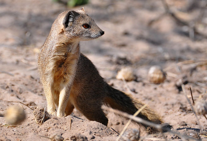 Paracynictus selousi (Selous' mongoose)