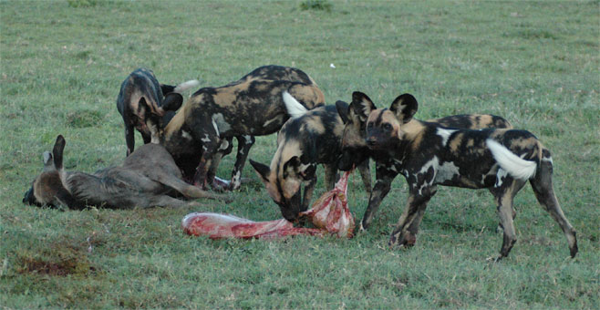Lycaon pictus (African wild dog, Painted hunting dog)