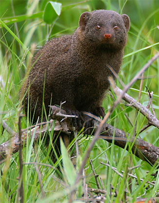 Helogale parvula (Dwarf  mongoose)