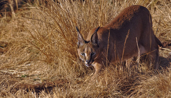 Caracal caracal (Caracal)  