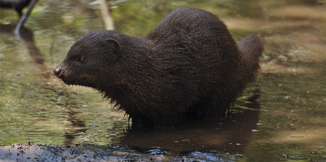 Atilax paludinosus (Marsh mongoose, Water mongoose)