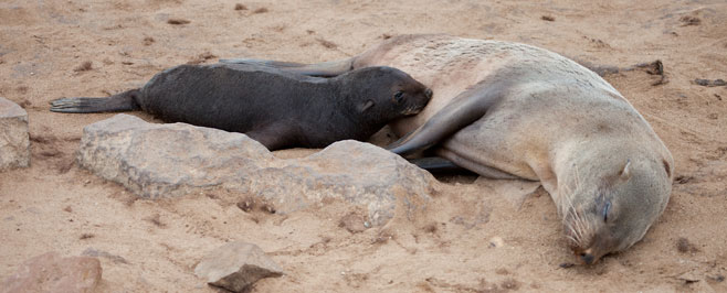 Arctocephalus pusillus (Cape fur seal, South African fur seal)